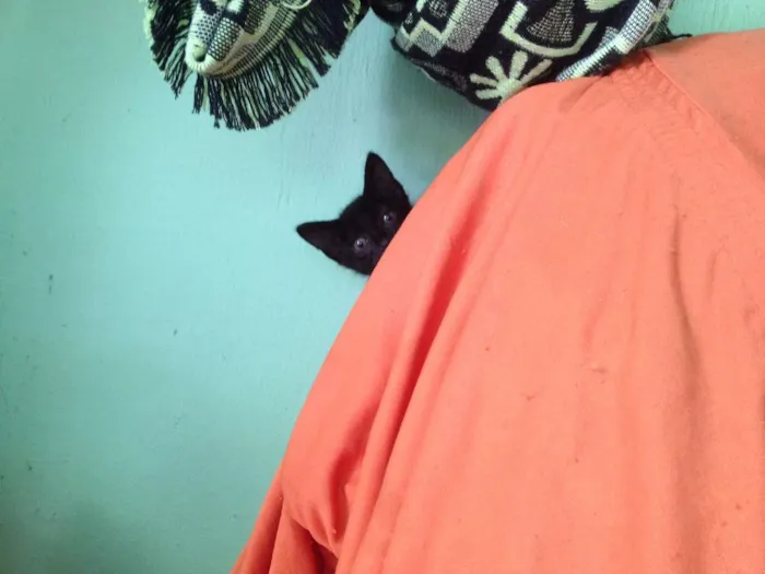 Gato ra a SRD idade 2 a 6 meses nome Sorte e Spirit (fêm