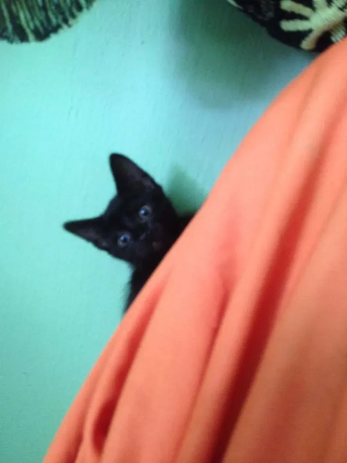 Gato ra a SRD idade 2 a 6 meses nome Sorte e Spirit (fêm