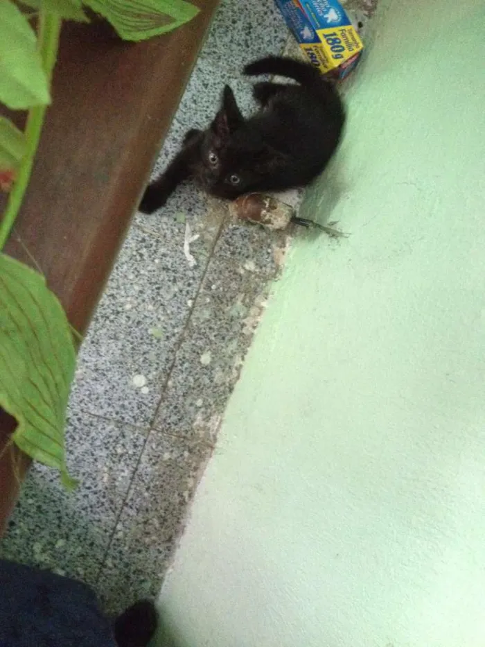 Gato ra a SRD idade 2 a 6 meses nome Sorte e Spirit (fêm