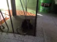 Sorte e Spirit (fêm