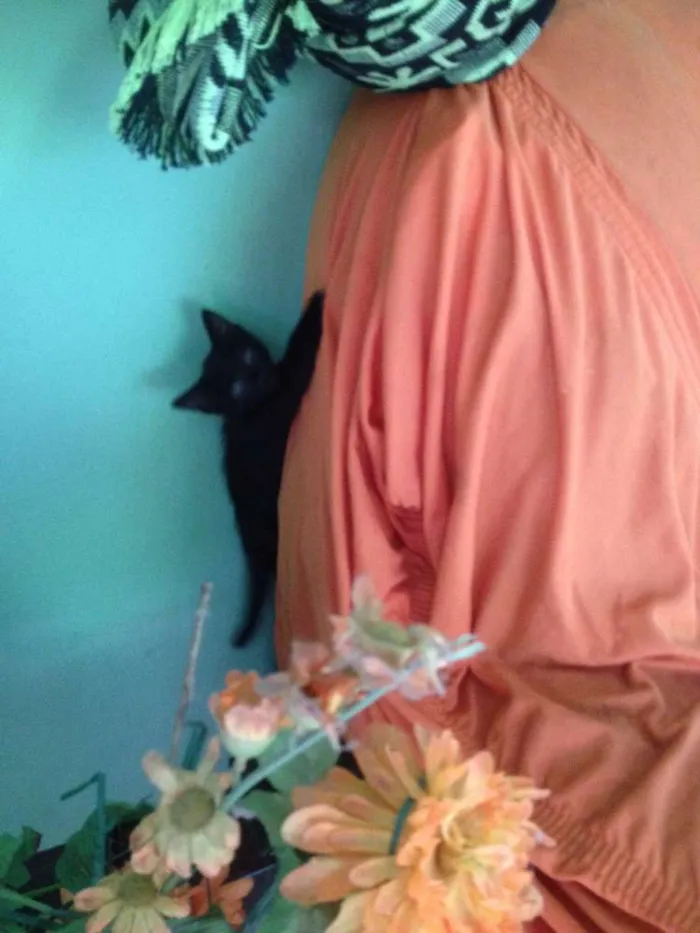 Gato ra a SRD idade 2 a 6 meses nome Sorte e Spirit (fêm