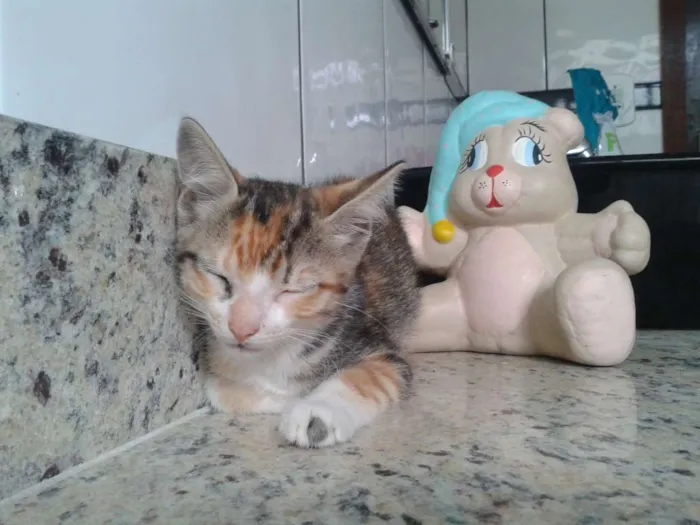 Gato ra a RND idade Abaixo de 2 meses nome Juju