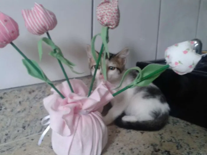 Gato ra a RND idade Abaixo de 2 meses nome Tetê