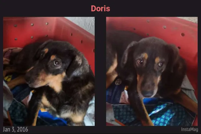 Cachorro raça SRD idade 4 anos nome Doris
