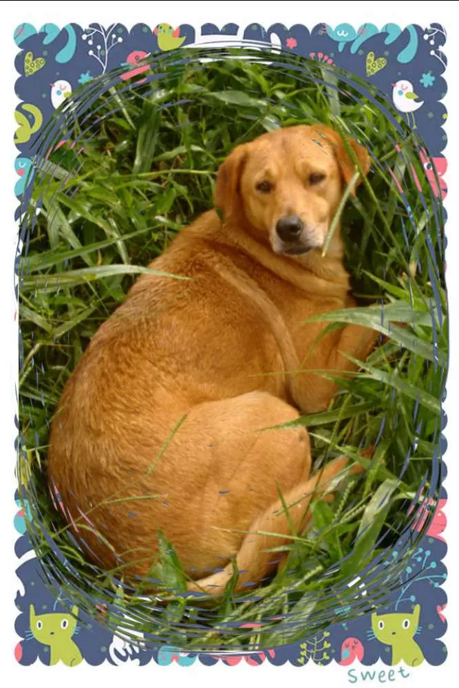 Cachorro ra a SRD idade 3 anos nome Isis