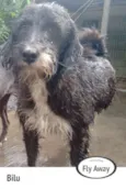 Bilu