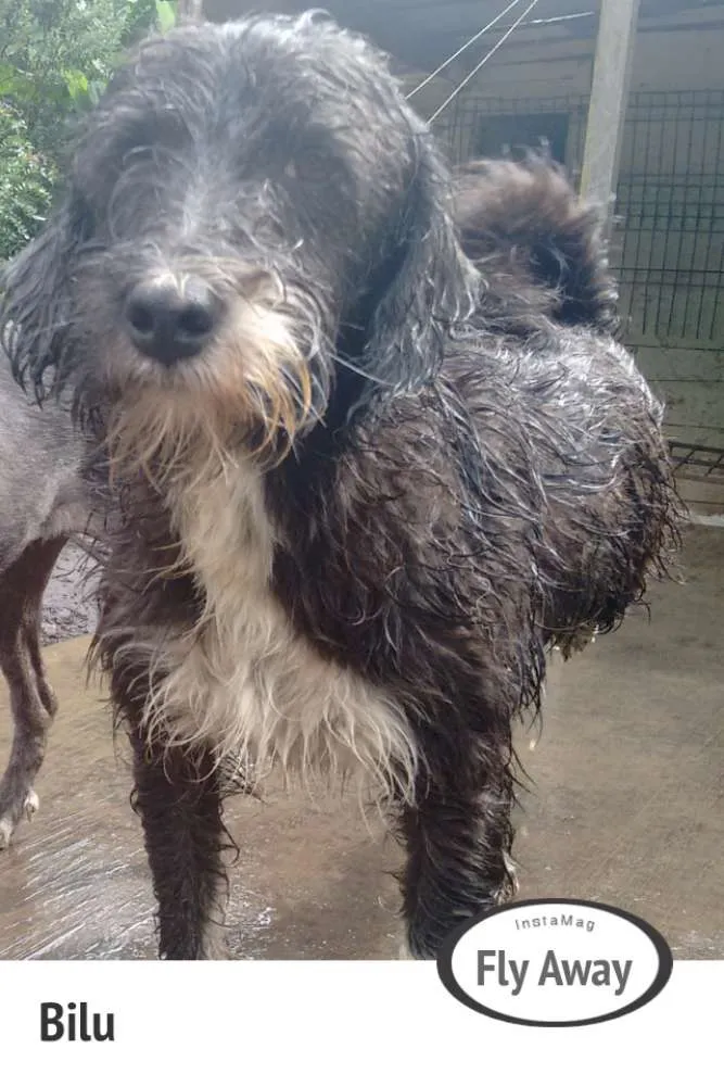 Cachorro ra a SRD idade 4 anos nome Bilu