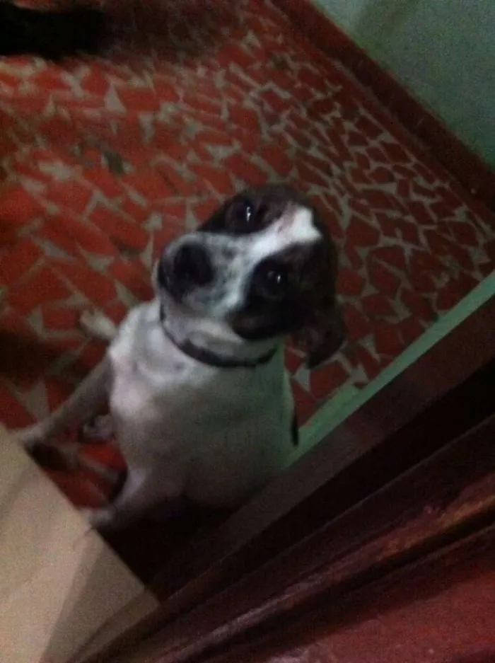 Cachorro ra a não sei  idade 5 anos nome não sei 