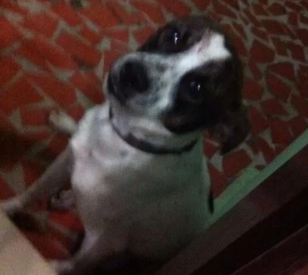 Cachorro ra a não sei  idade 5 anos nome não sei 