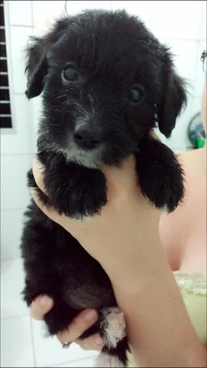 Cachorro raça Poodle cruzado com um labrador  idade Abaixo de 2 meses nome Sem nomes
