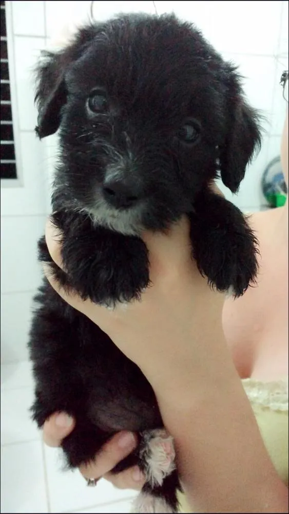Cachorro ra a Poodle cruzado com um labrador  idade Abaixo de 2 meses nome Sem nomes