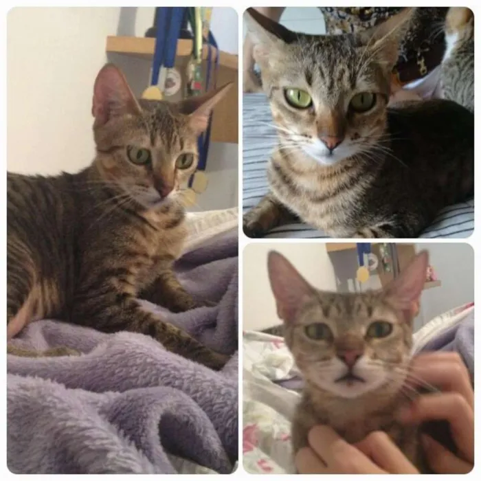 Gato ra a SRD idade 1 ano nome Mavis