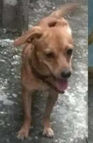 Cachorro raça Pinscher com Cocker idade 1 ano nome Scooby