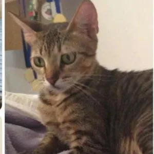 Gato raça SRD idade 1 ano nome Mavis