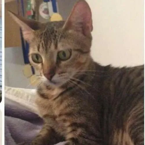 Gato ra a SRD idade 1 ano nome Mavis