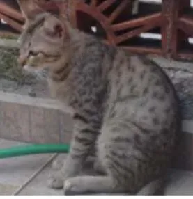 Gato raça sr idade 2 a 6 meses nome Bernardo