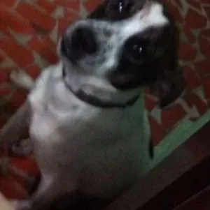 Cachorro raça não sei  idade 5 anos nome não sei 