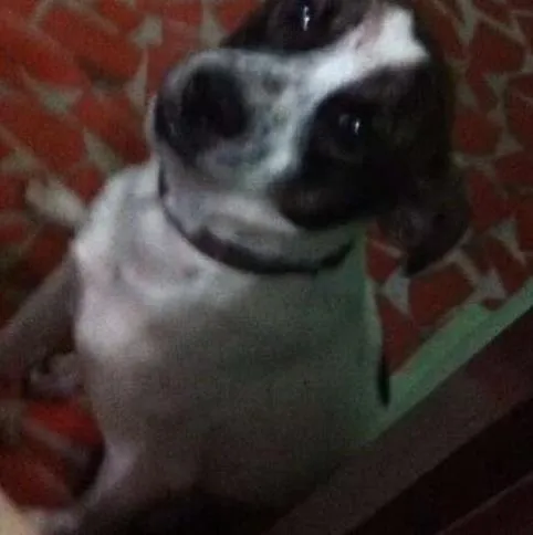 Cachorro ra a não sei  idade 5 anos nome não sei 