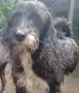 Bilu