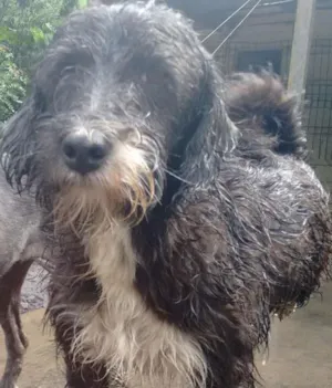Cachorro raça SRD idade 4 anos nome Bilu
