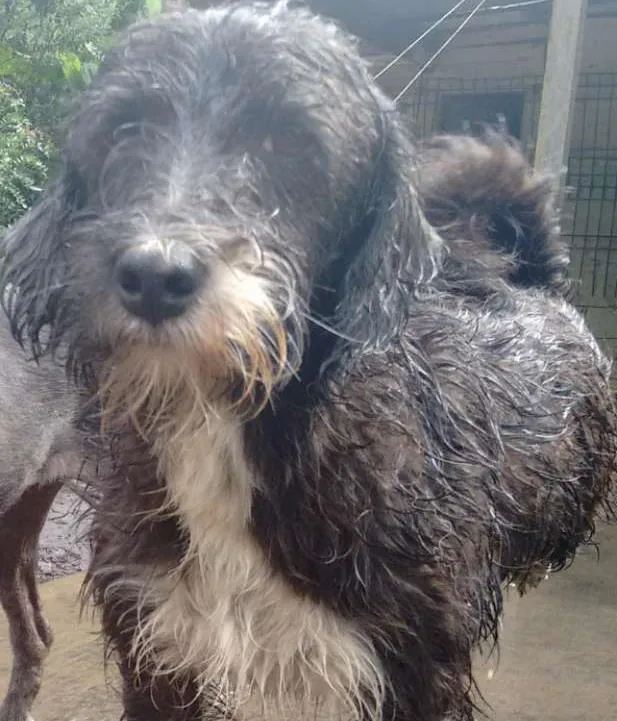Cachorro ra a SRD idade 4 anos nome Bilu