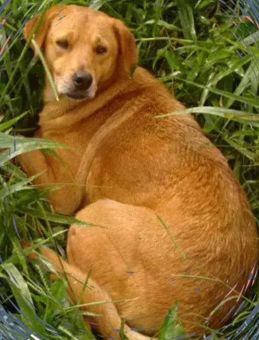 Cachorro ra a SRD idade 3 anos nome Isis