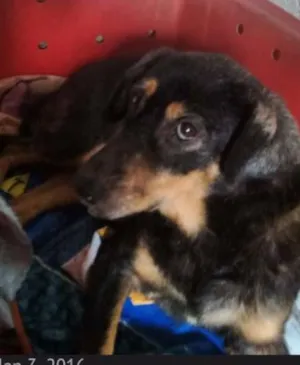 Cachorro raça SRD idade 4 anos nome Doris