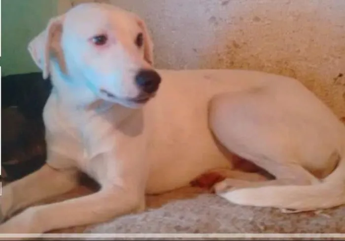 Cachorro ra a SRD idade 2 anos nome Miguel