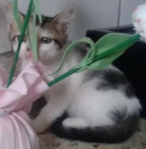 Gato raça RND idade Abaixo de 2 meses nome Tetê