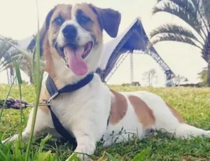 Cachorro raça Vira lata idade 1 ano nome Meg