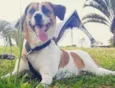 Cachorro raça Vira lata idade 1 ano nome Meg