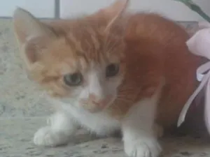 Gato raça RND idade Abaixo de 2 meses nome Rick