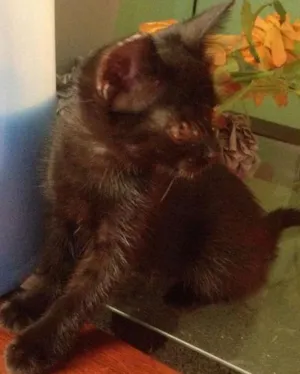 Gato raça SRD idade 2 a 6 meses nome Sorte e Spirit (fêm