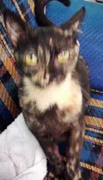 Gata
