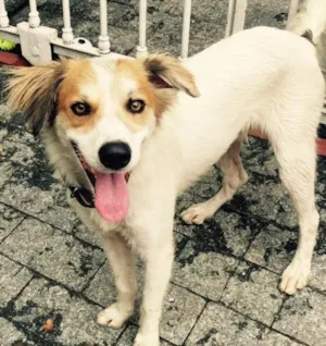 Cachorro raça Vira lata idade 2 anos nome Lee