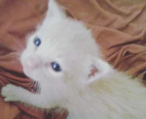 Gato raça  idade 2 a 6 meses nome sem nomes 