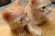 lollo e lillo