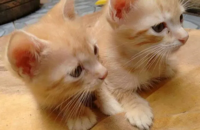 Gato ra a Vira lata idade Abaixo de 2 meses nome lollo e lillo