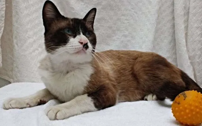 Gato ra a SRD idade 7 a 11 meses nome Rodolfo