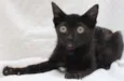 Petita