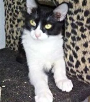 Gato raça SRD idade 2 a 6 meses nome Eric