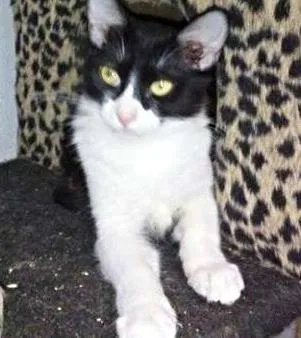 Gato ra a SRD idade 2 a 6 meses nome Eric