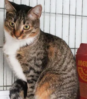 Gato raça SRD idade 7 a 11 meses nome Clara
