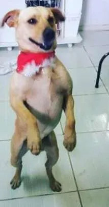 Cachorro raça SRD idade 1 ano nome Pépi