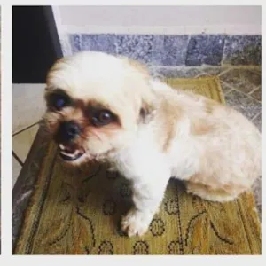 Cachorro raça Shitzu idade 3 anos nome Fofurinha