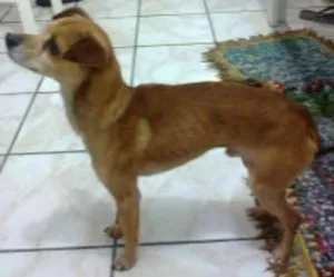 Cachorro raça SRD idade 1 ano nome Scott