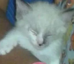 Gato raça  idade 2 a 6 meses nome Sem nome