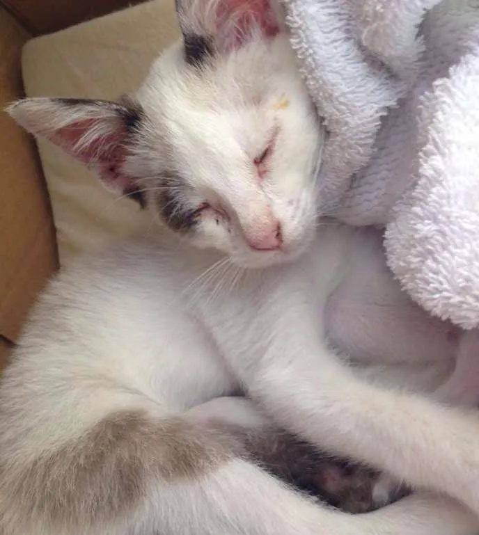 Gato ra a  idade  nome Oliver