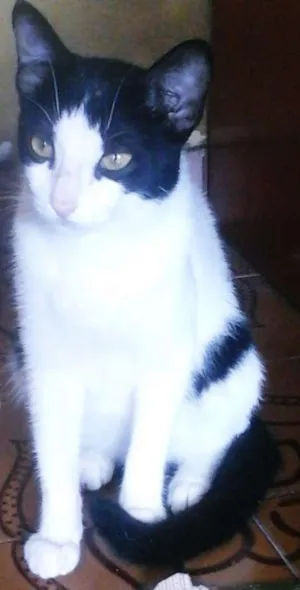 Gato raça Raça desconcheida idade 7 a 11 meses nome SEM NOMES