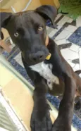 Negão